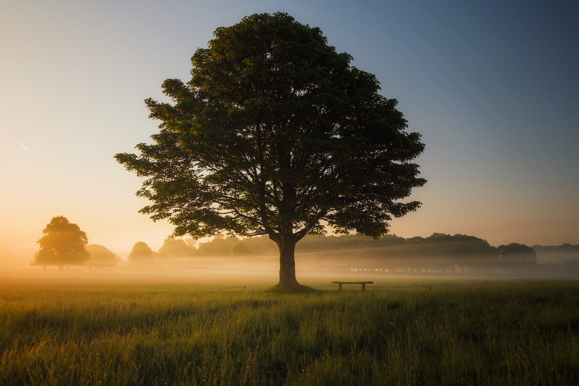 green leafed tree surrounded by fog during daytime